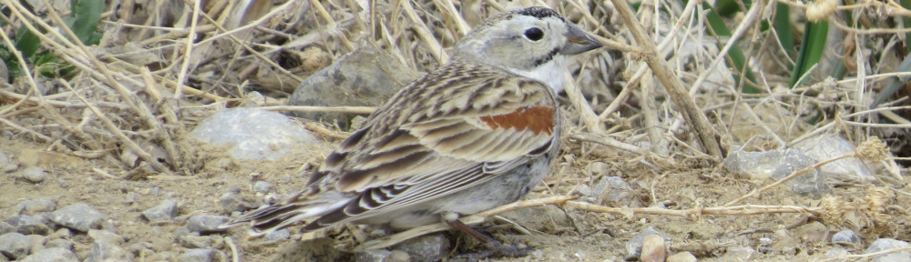 McCown's Longspur