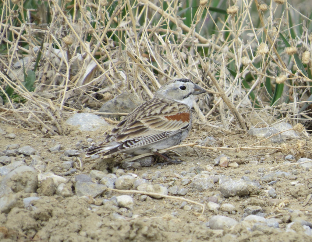 McCown's Longspur