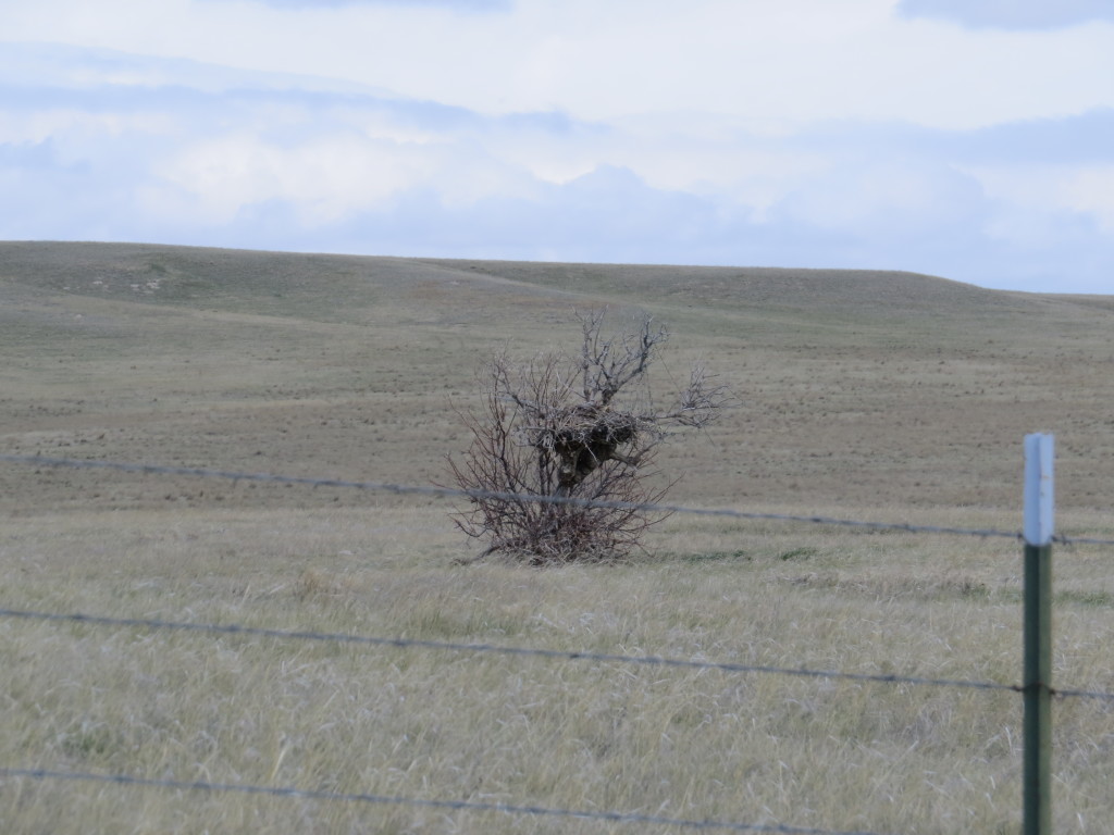 Ferruginous Hawk