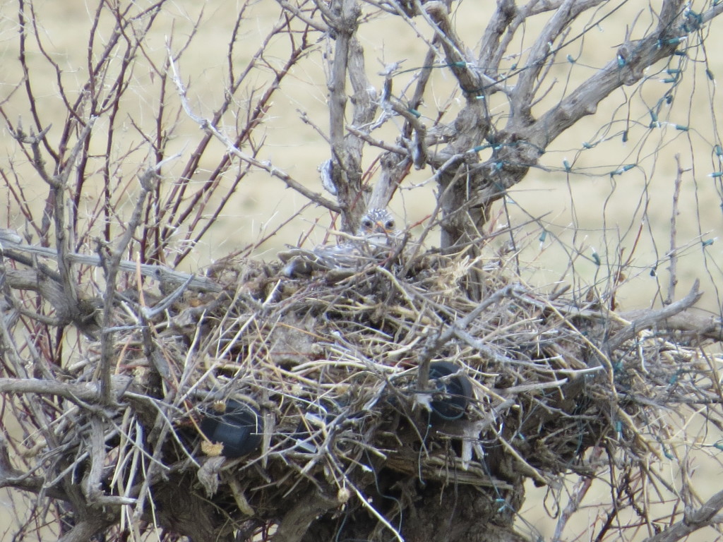 Ferrugionous Hawk