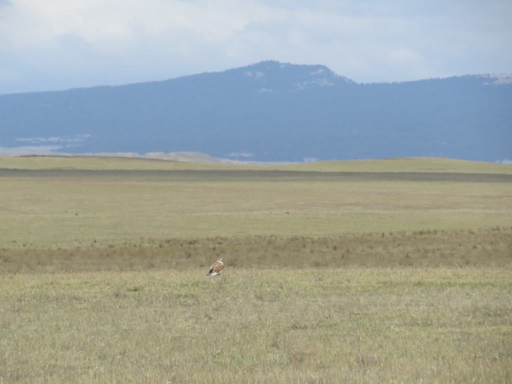 Ferruginous Hawk