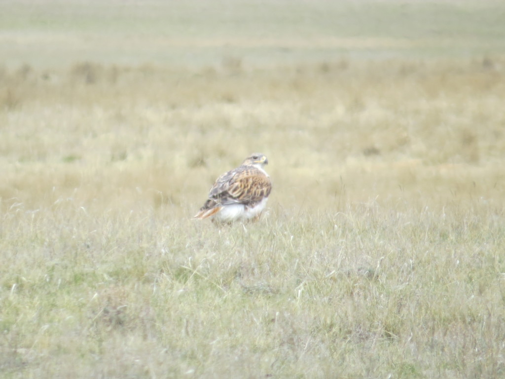 Ferruginous Hawk