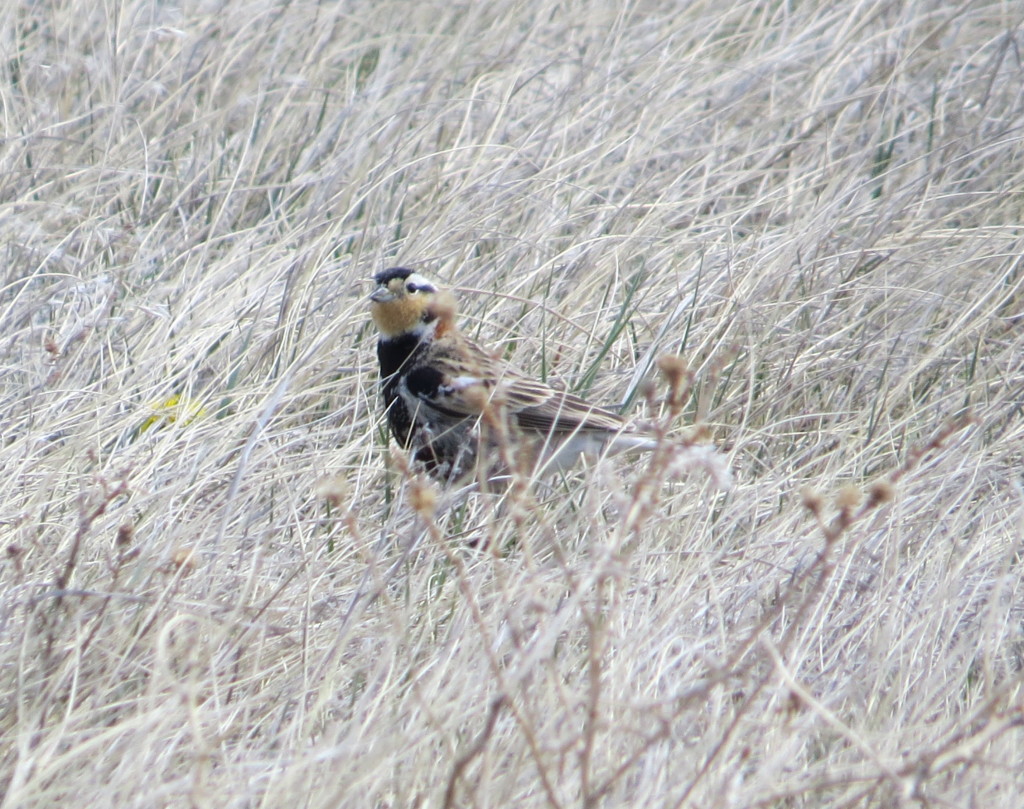 Chestnut-collared Longspur