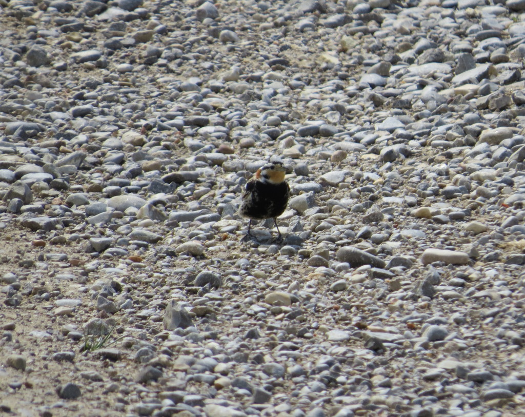 Chestnut-collared Longspur