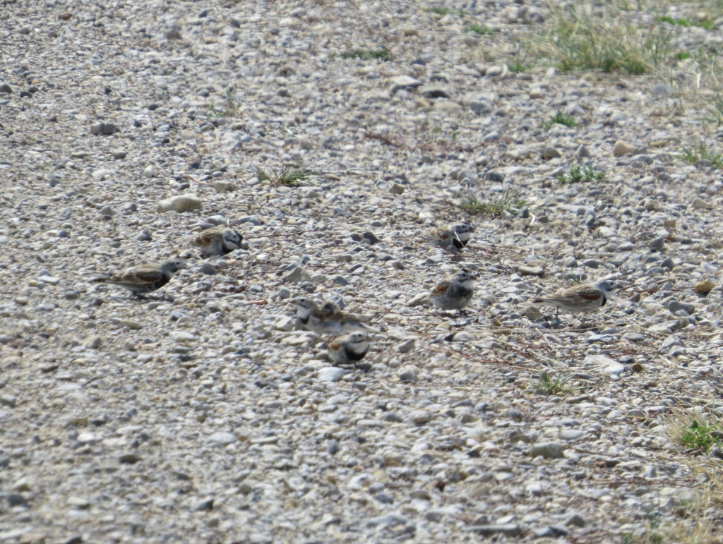 McCown's Longspur