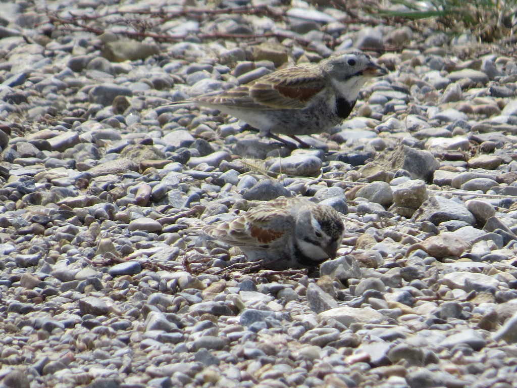 McCown's Longspur