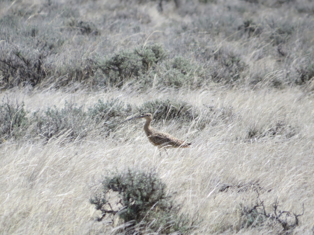 Long-billed Curlew