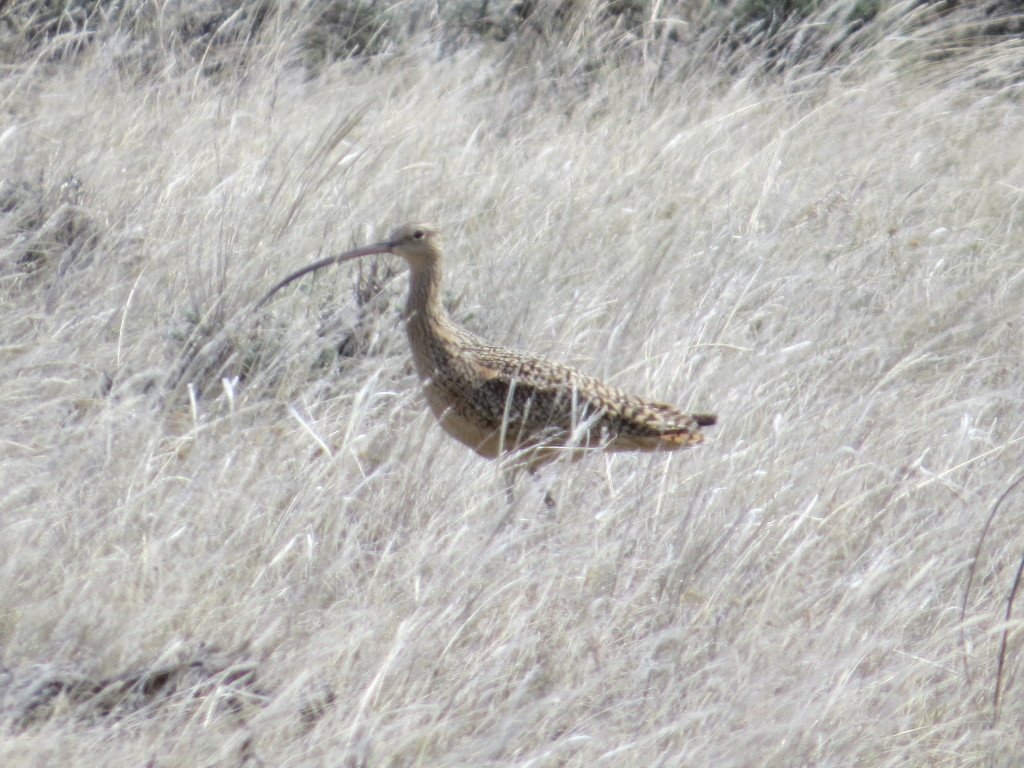 Long-billed Curlew