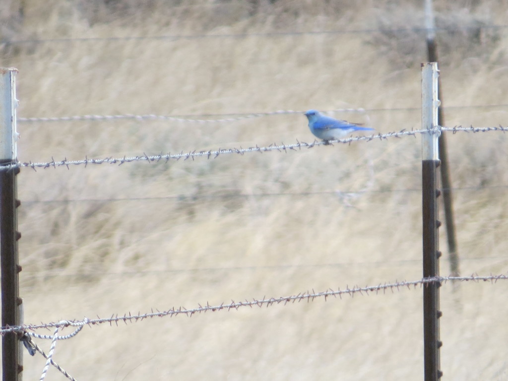 Mountain Bluebird