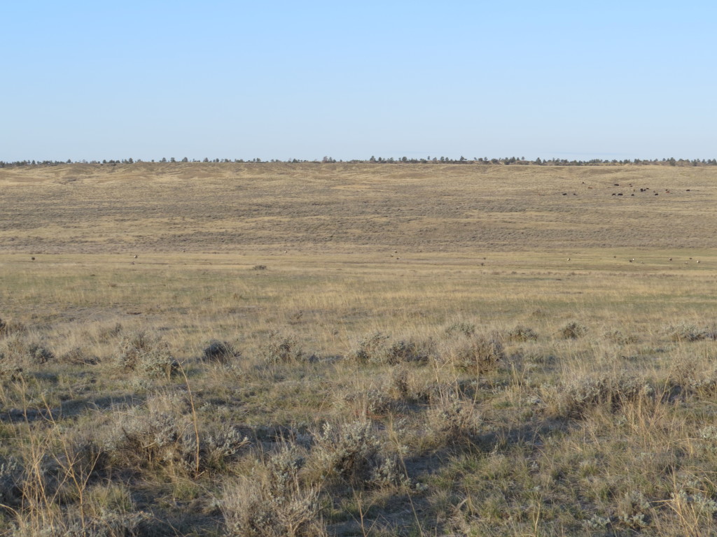 Greater Sage Grouse lek