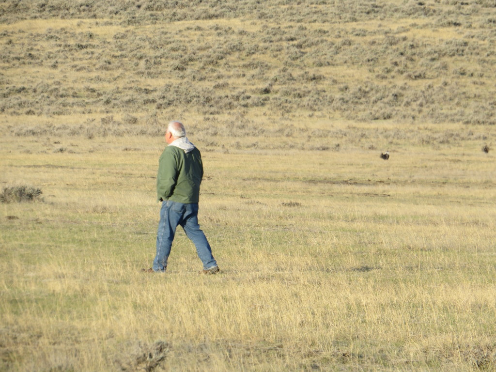 Dad Sage-Grouse