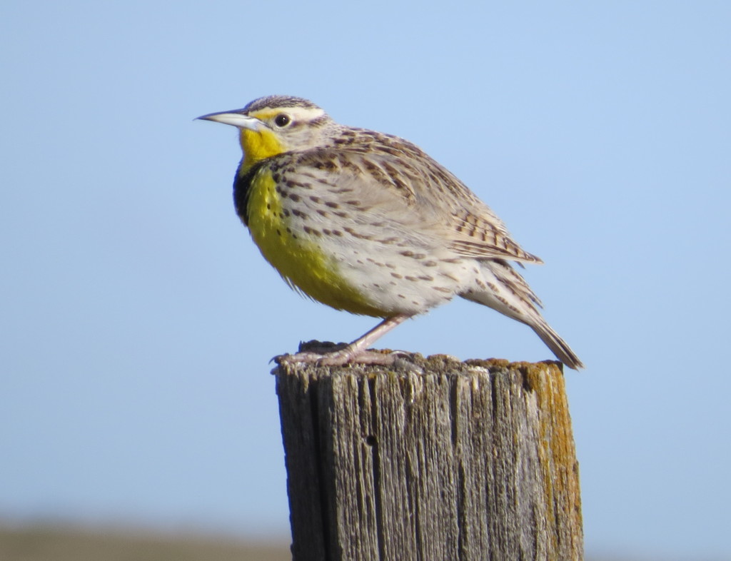 Western Meadowlark