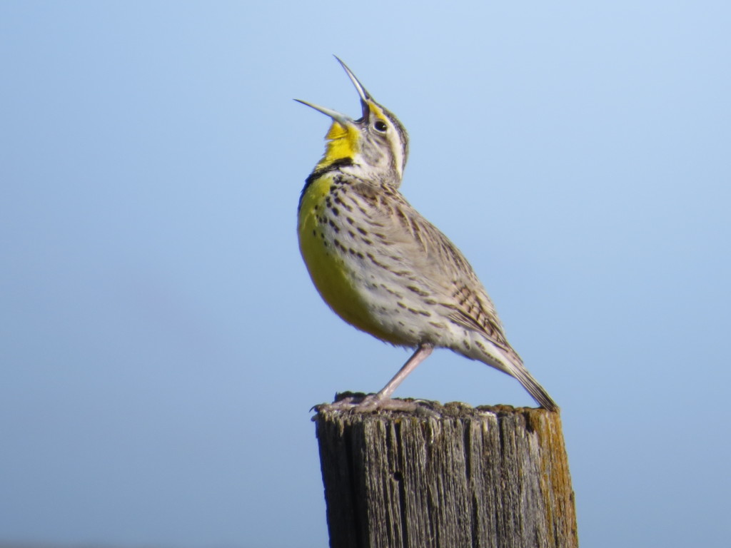 Western Meadowlark