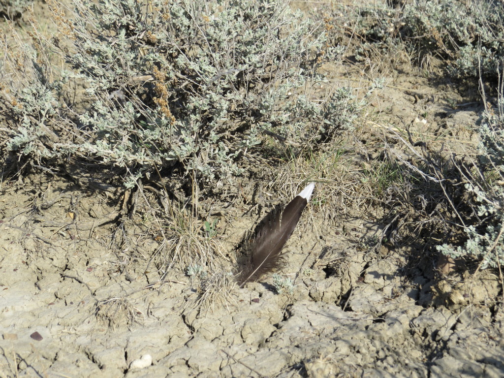 Sage-Grouse feather