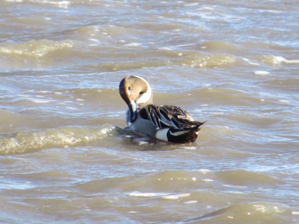 Northern Pintail