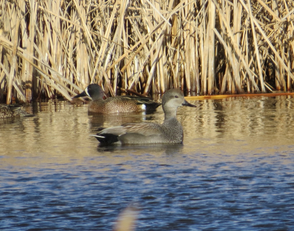 Gadwall