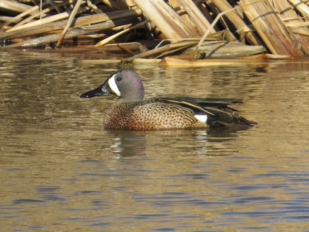 Blue-winged Teal