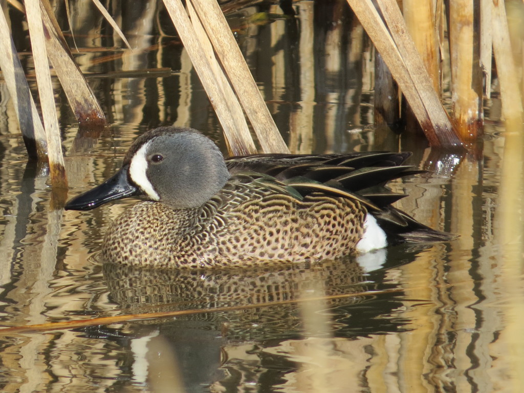 Blue-winged Teal