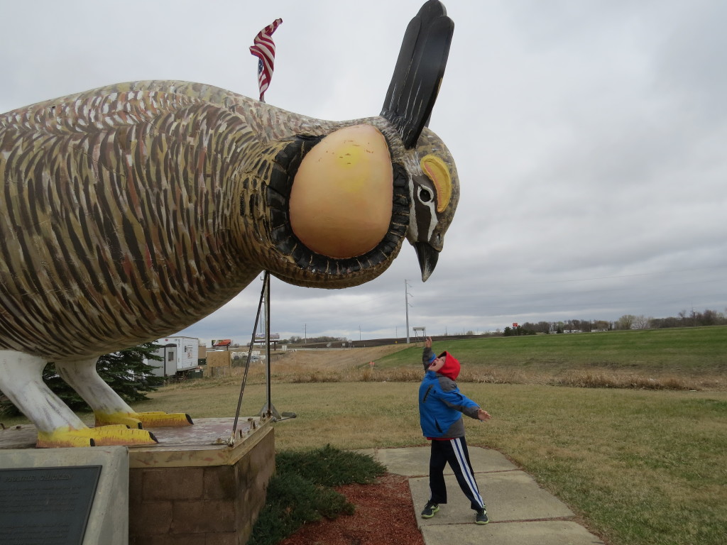 Greater Prairie Chicken Evan