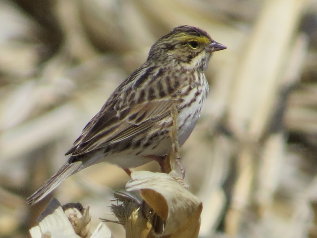 Savannah Sparrow