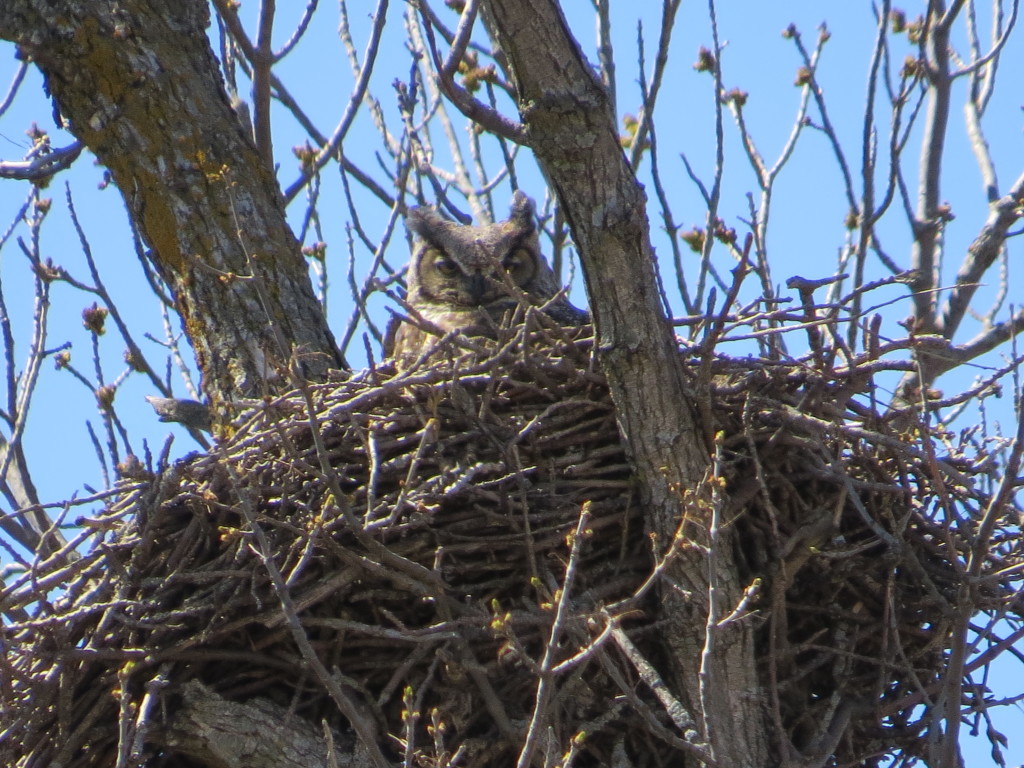 Great Horned Owl