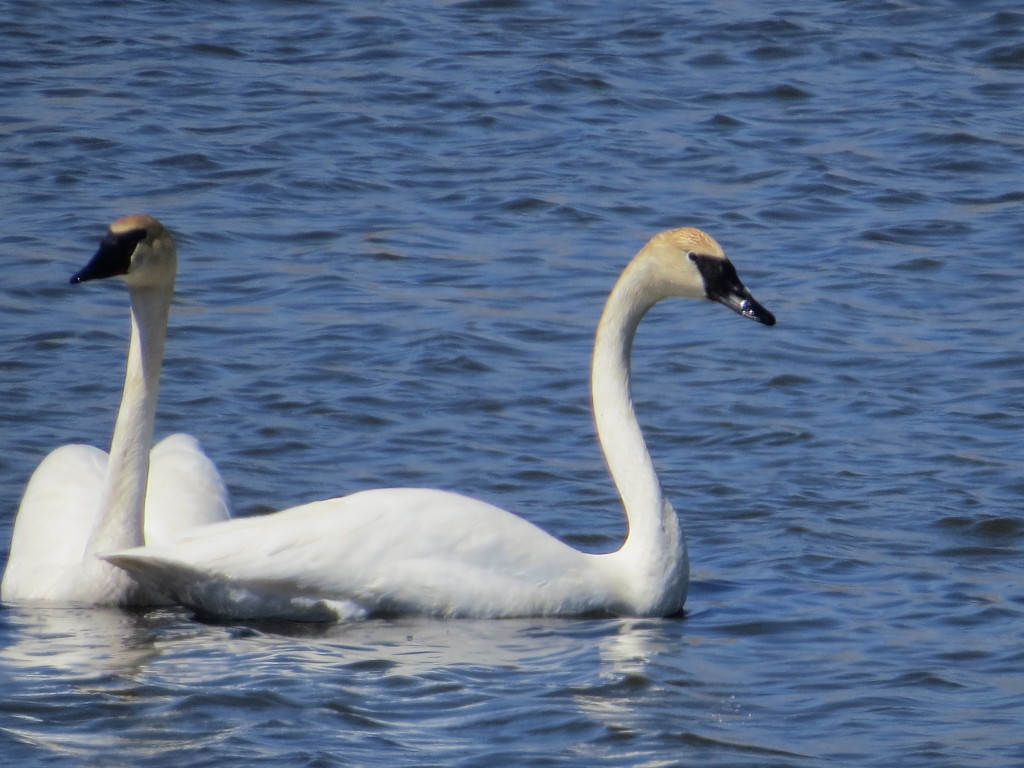 Trumpeter Swan