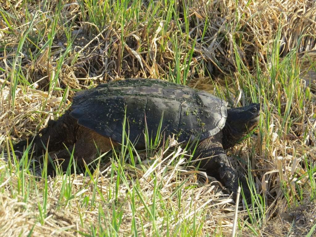 Snapping Turtle