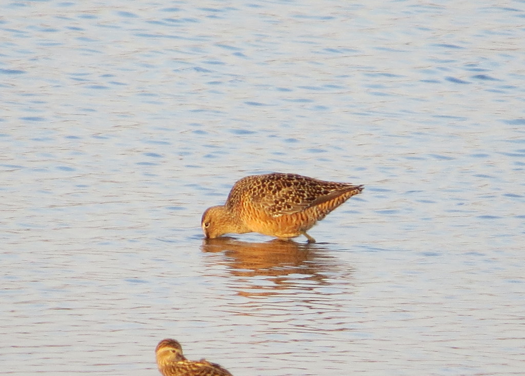 Long-billed Dowitcher