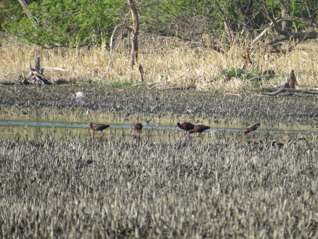 White-faced Ibises