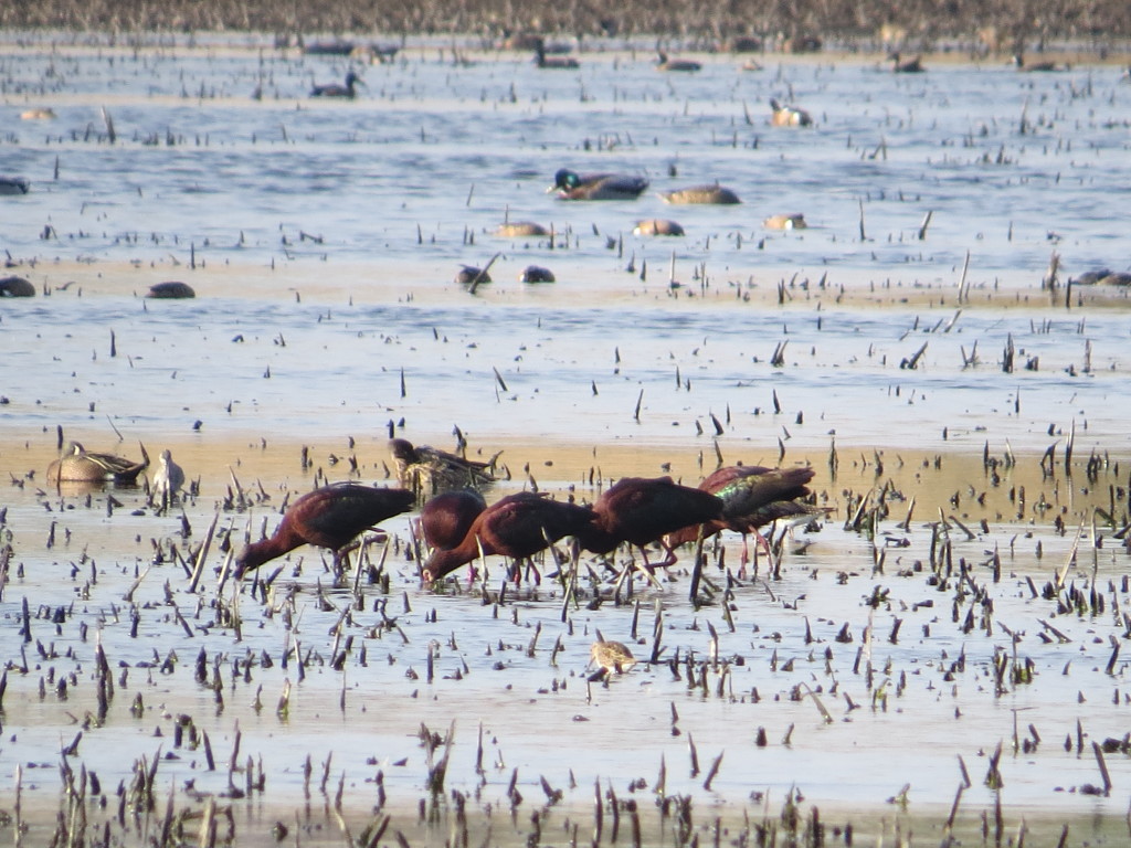 White-faced Ibises