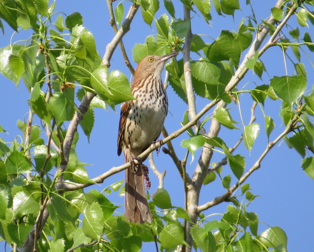 Brown Thrasher