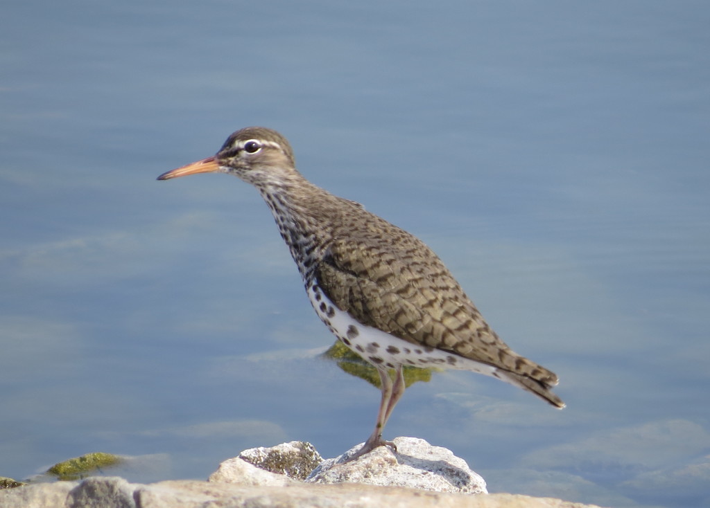 Spotted Sandpiper