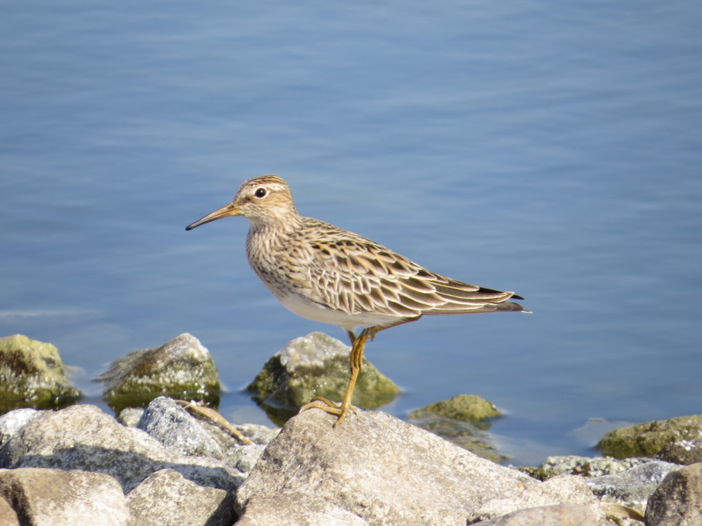 Pectoral Sandpiper