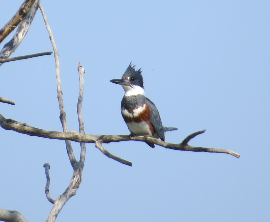 Belted Kingfisher