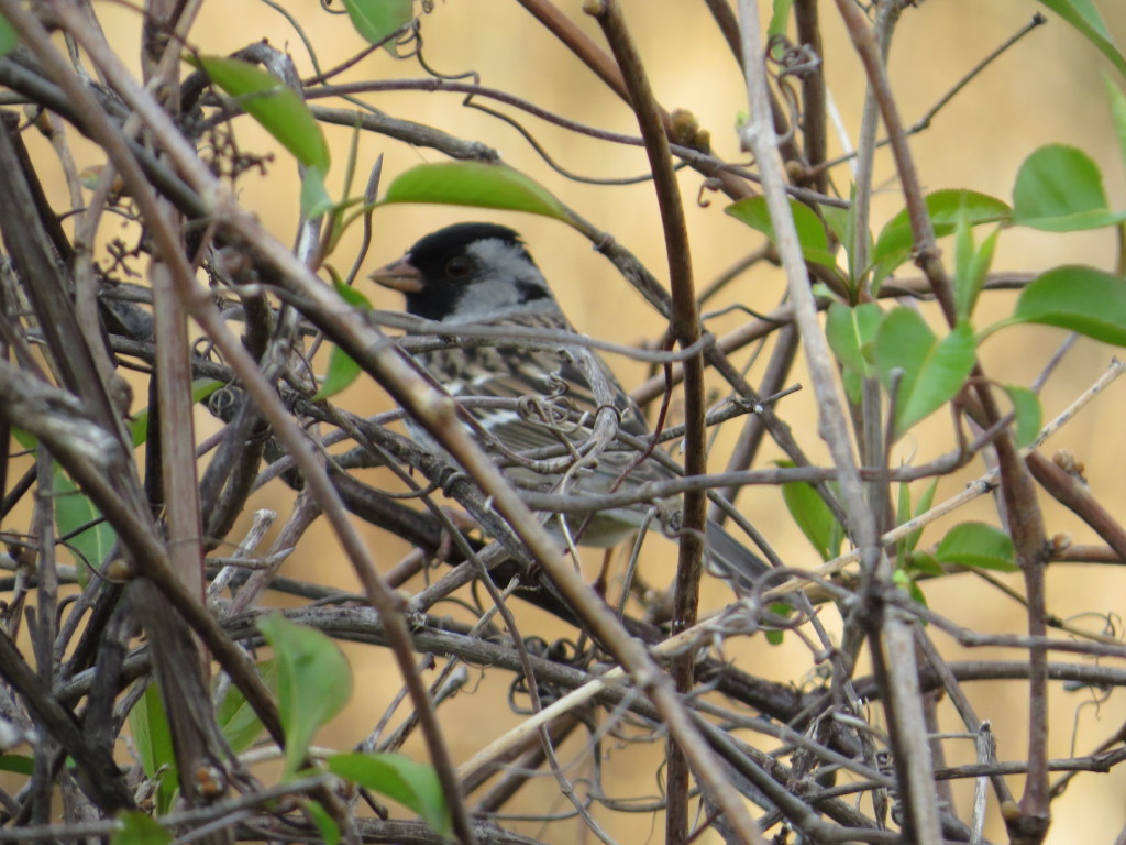 Harris's Sparrow