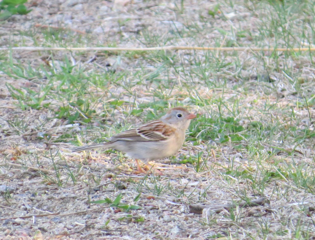 Field Sparrow