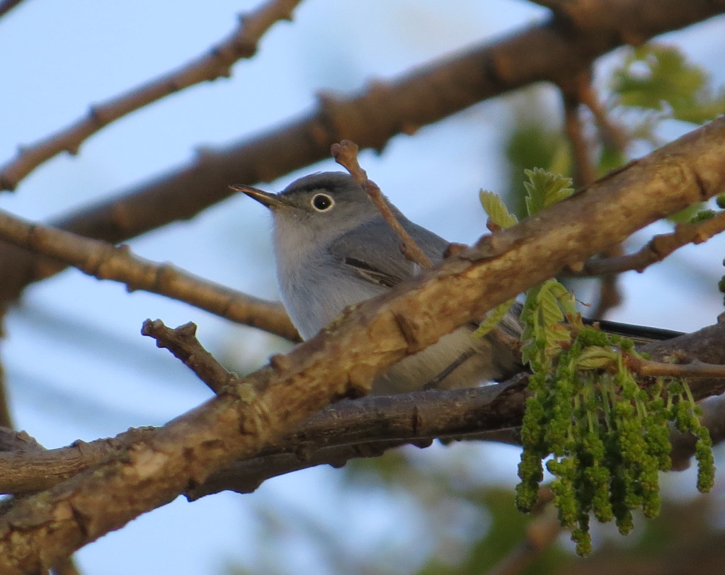 Blue-gray Gnatcatcher