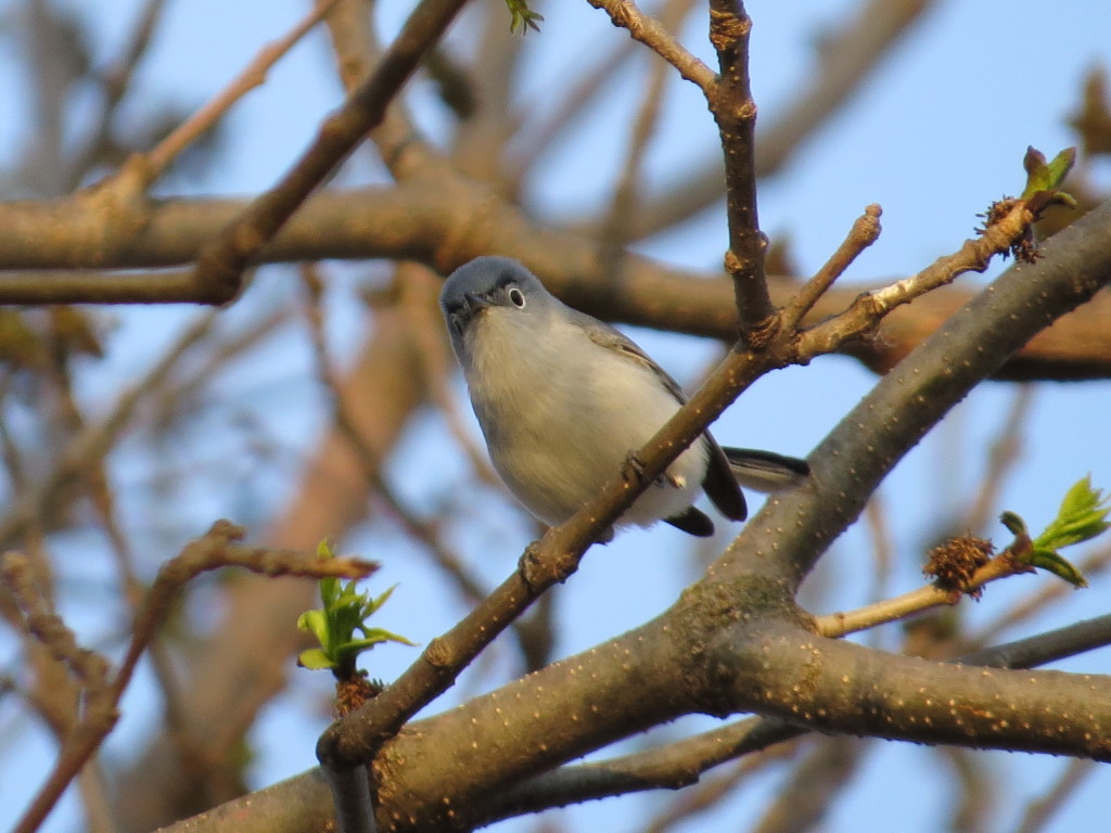 Blue-gray Gnatcatcher