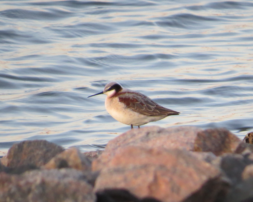 Wilson's Phalarope