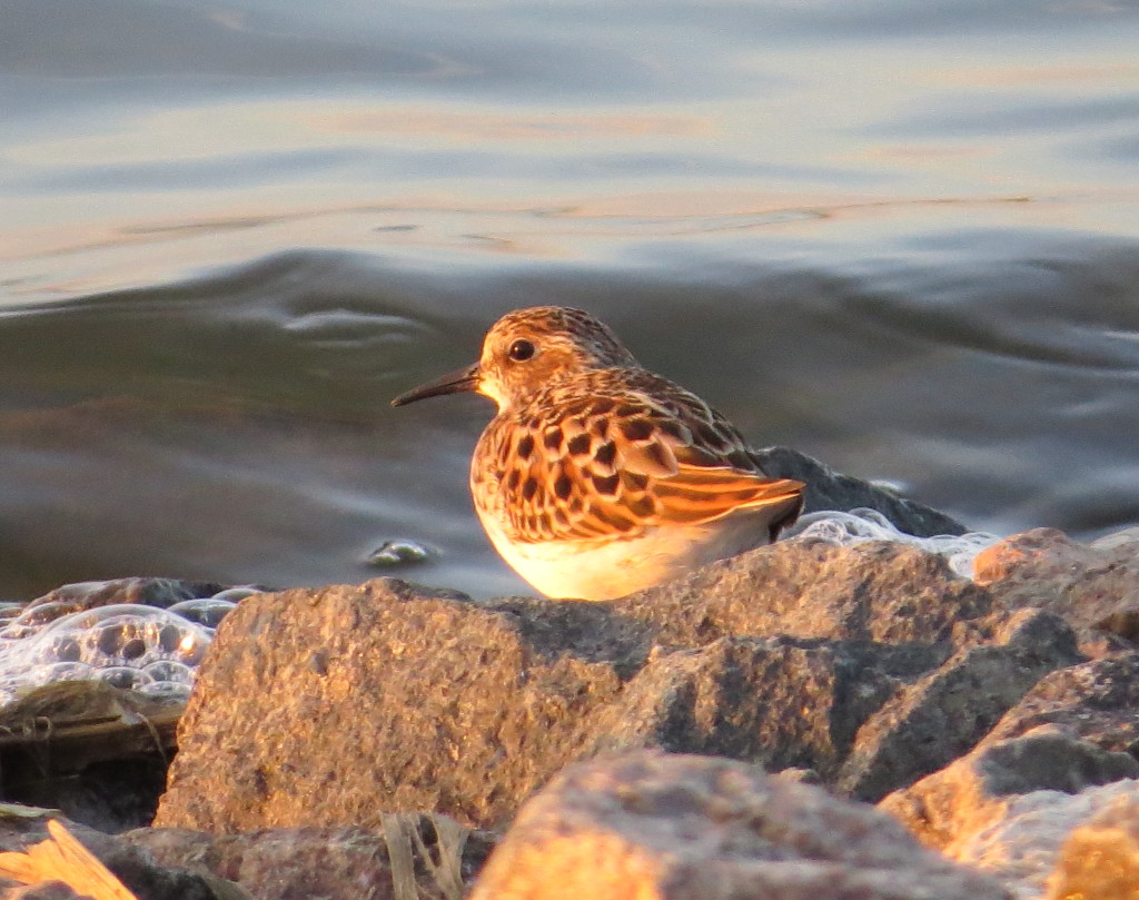 Least Sandpiper