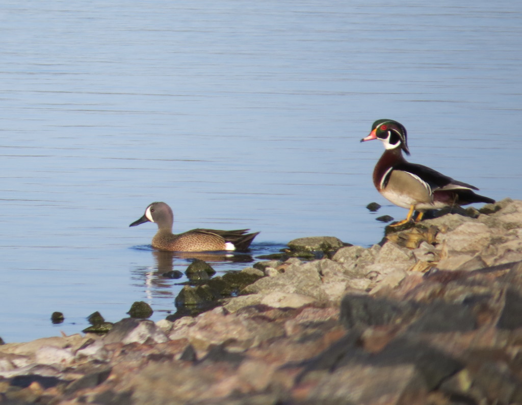 Blue-winged Teal and Wood Duck