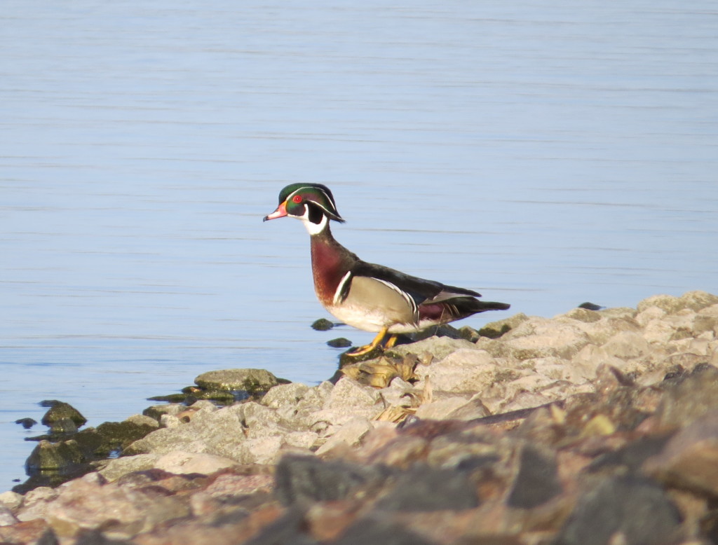 Wood Duck