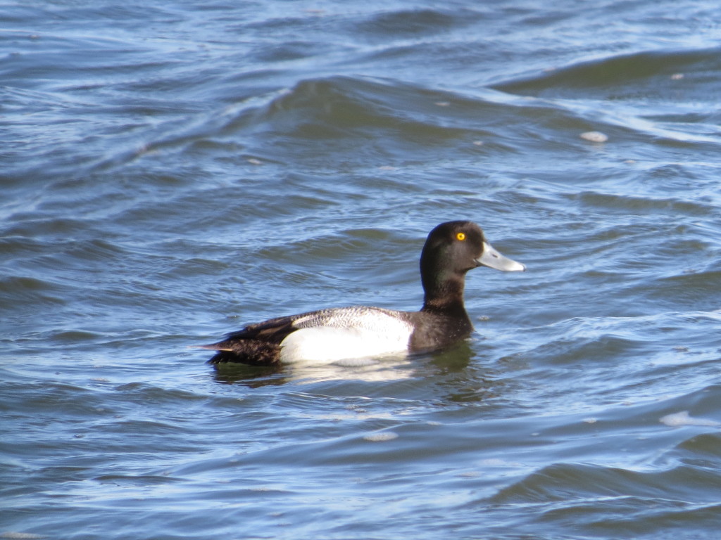 Greater Scaup