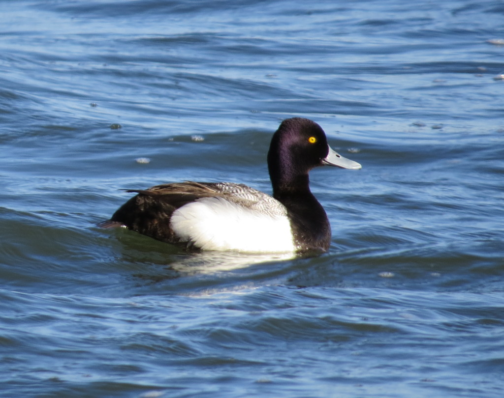 Lesser Scaup