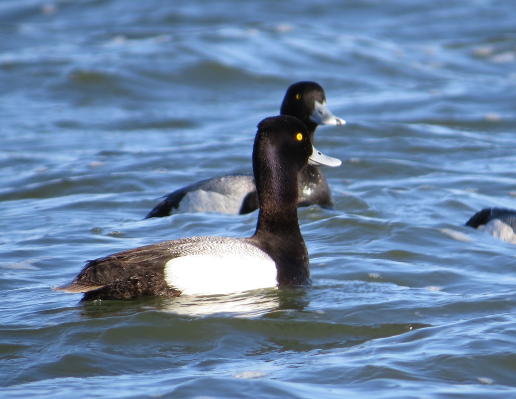 Lesser Scaup and Greater Scaup