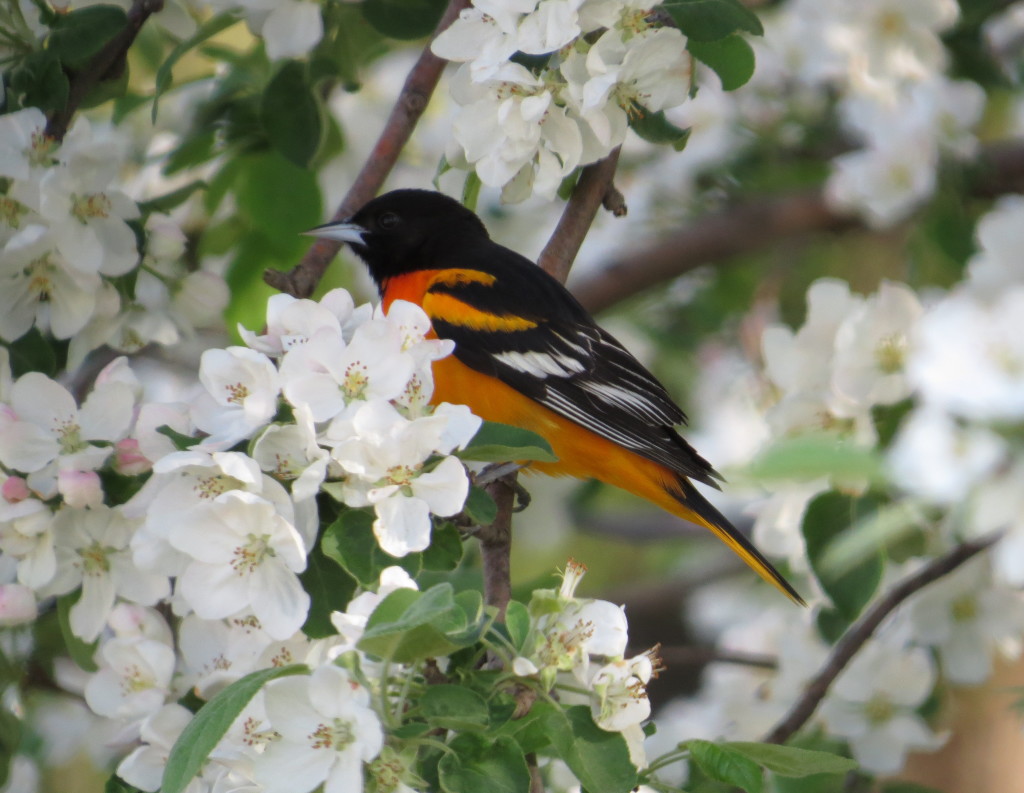 Baltimore Oriole