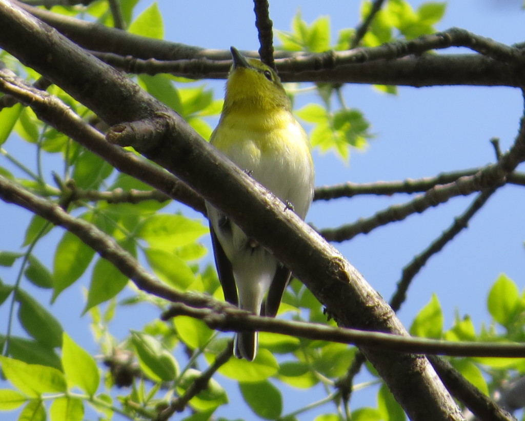 Yellow-throated Vireo