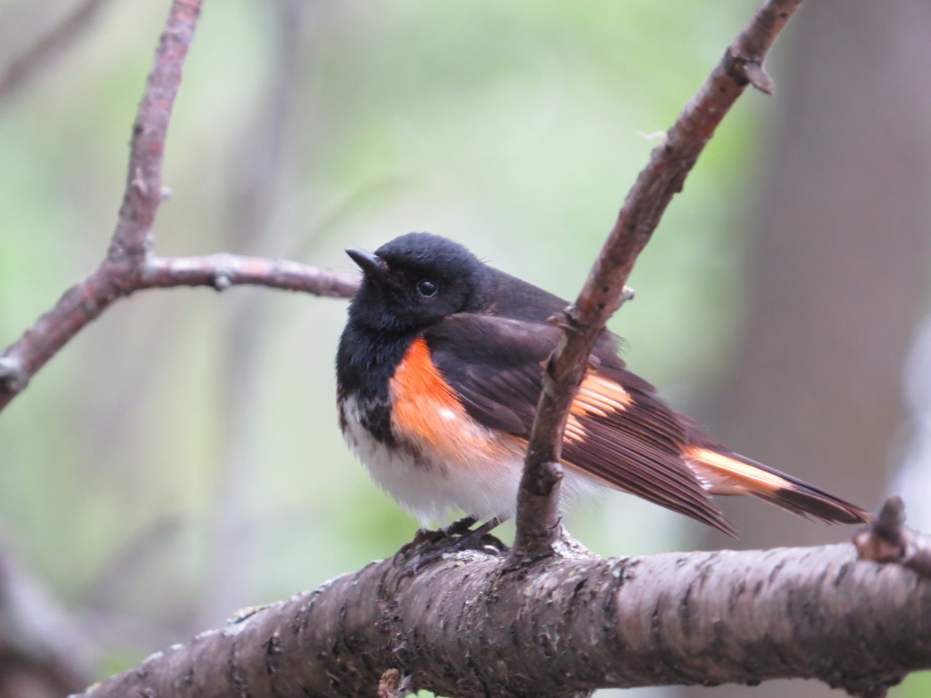 American Redstart