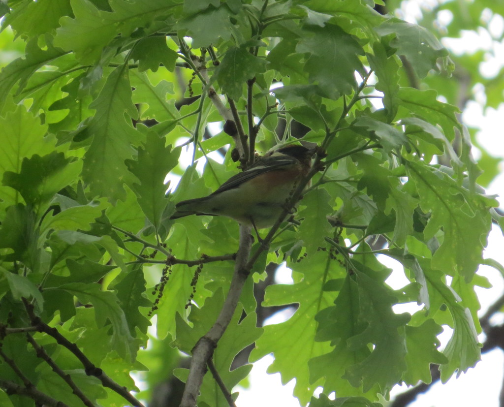 Bay-breasted Warbler