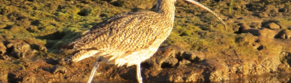 Long-billed Curlew